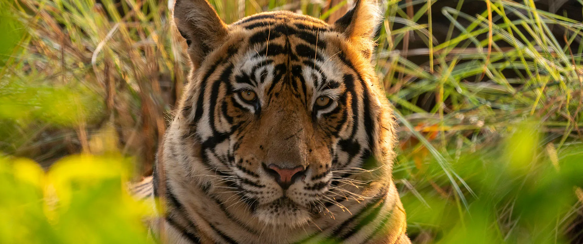 Royal Bengal Tiger in Ranthambore National Park