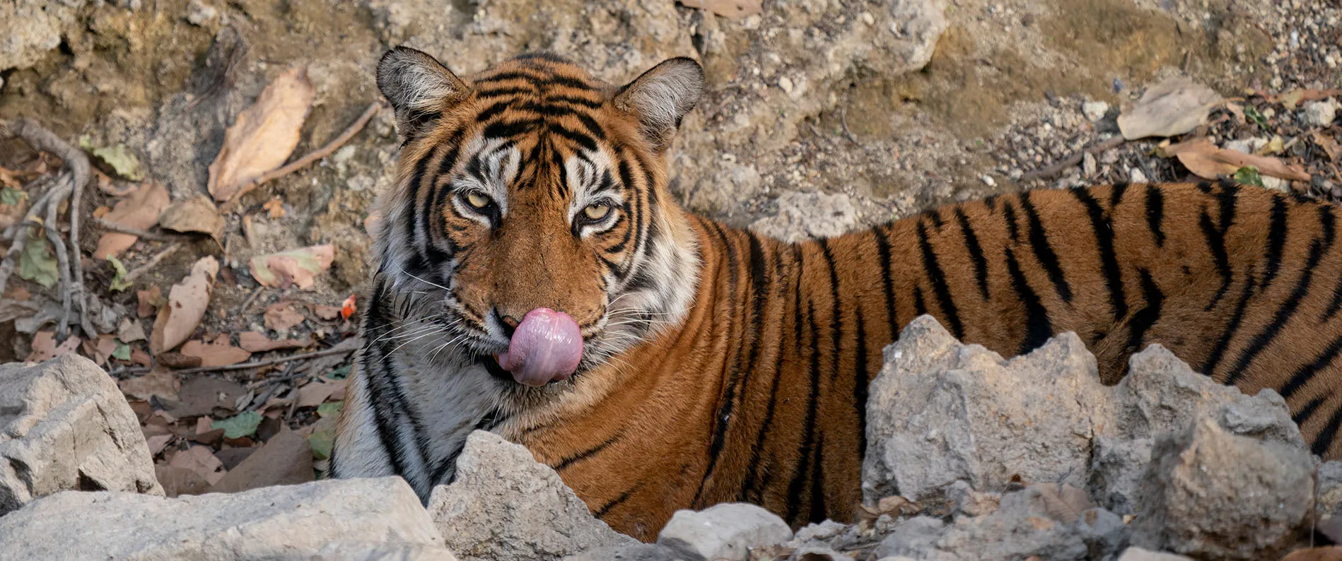 Tiger Close-up in Ranthambore National Park