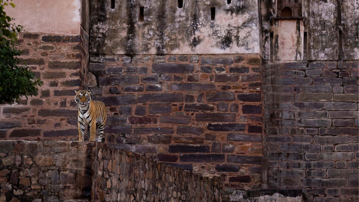 Ranthambore National Park