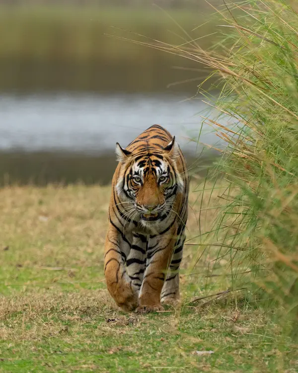 Ranthambore National Park Wildlife