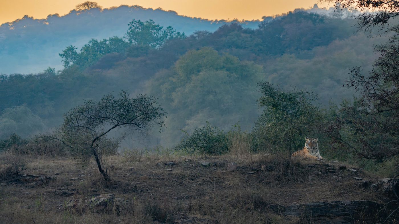 Eye Of The Tiger Wildlife Safari Blog