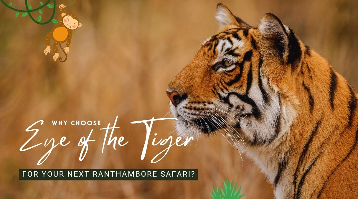 Why Choose Eye of the Tiger for Ranthambore Safari | Eye Of The Tiger