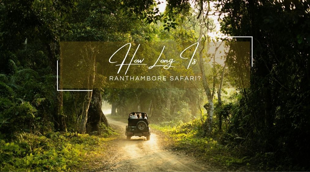 How Long Is Ranthambore Safari? Timings, Duration & Tips