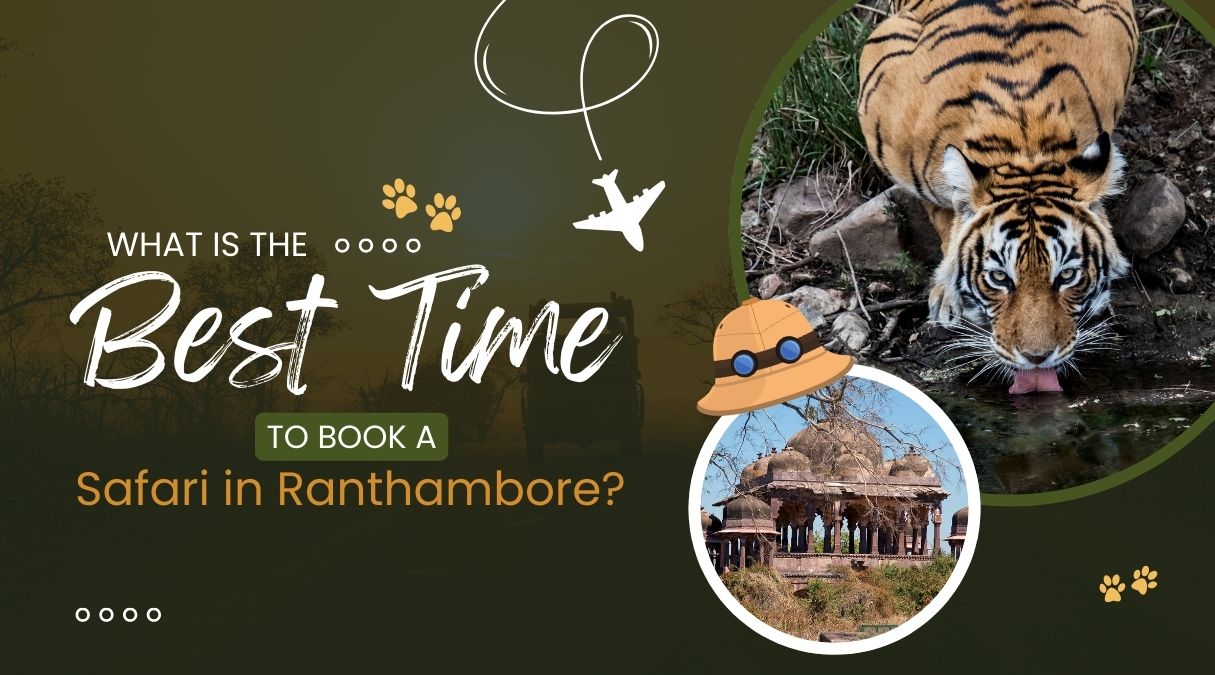 What is the Best Time to Book a Safari in Ranthambore? | Eye Of The Tiger