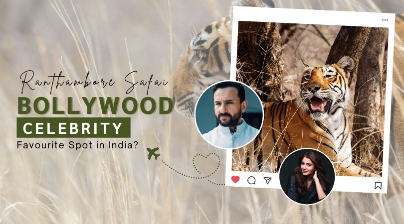Ranthambore Safari: Why Is It a Bollywood Celebrity Favourite Spot in India? | Eye Of The Tiger
