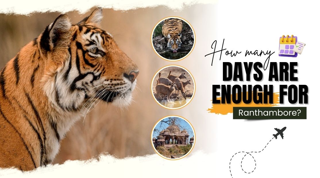 How Many Days Are Enough for Ranthambore? | Eye Of The Tiger
