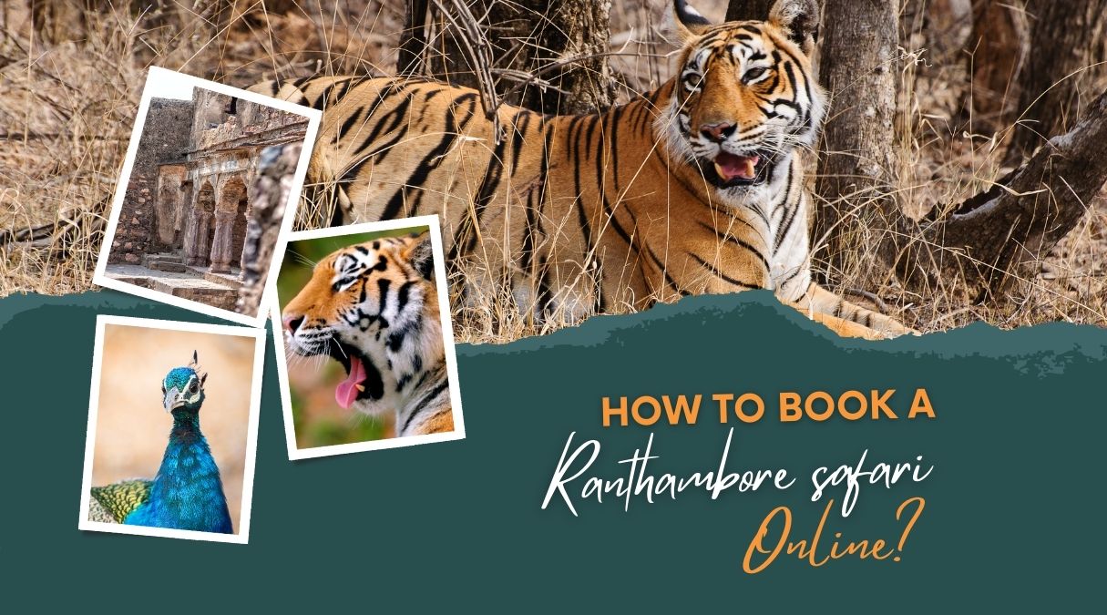 How to book a Ranthambore safari online? | Eye Of The Tiger