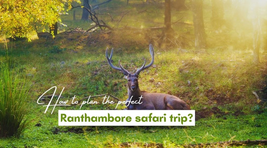 How to plan the perfect Ranthambore safari trip? | Eye Of The Tiger