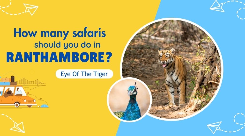 How many safaris should you do in Ranthambore? | Eye Of The Tiger