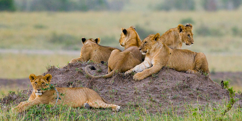 Why is Ranthambore National Park famous?