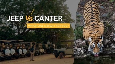 Jeep vs Canter Safari in Ranthambore | Which Is Best?