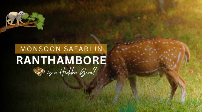 Monsoon Safari in Ranthambore – A Hidden Wildlife Gem | Eye Of The Tiger