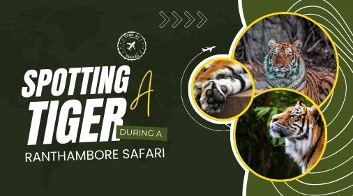 How to Spot a Tiger during Ranthambore Safari? Eye of the Tiger