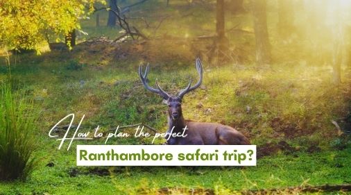 How to plan the perfect Ranthambore safari trip? | Eye Of The Tiger