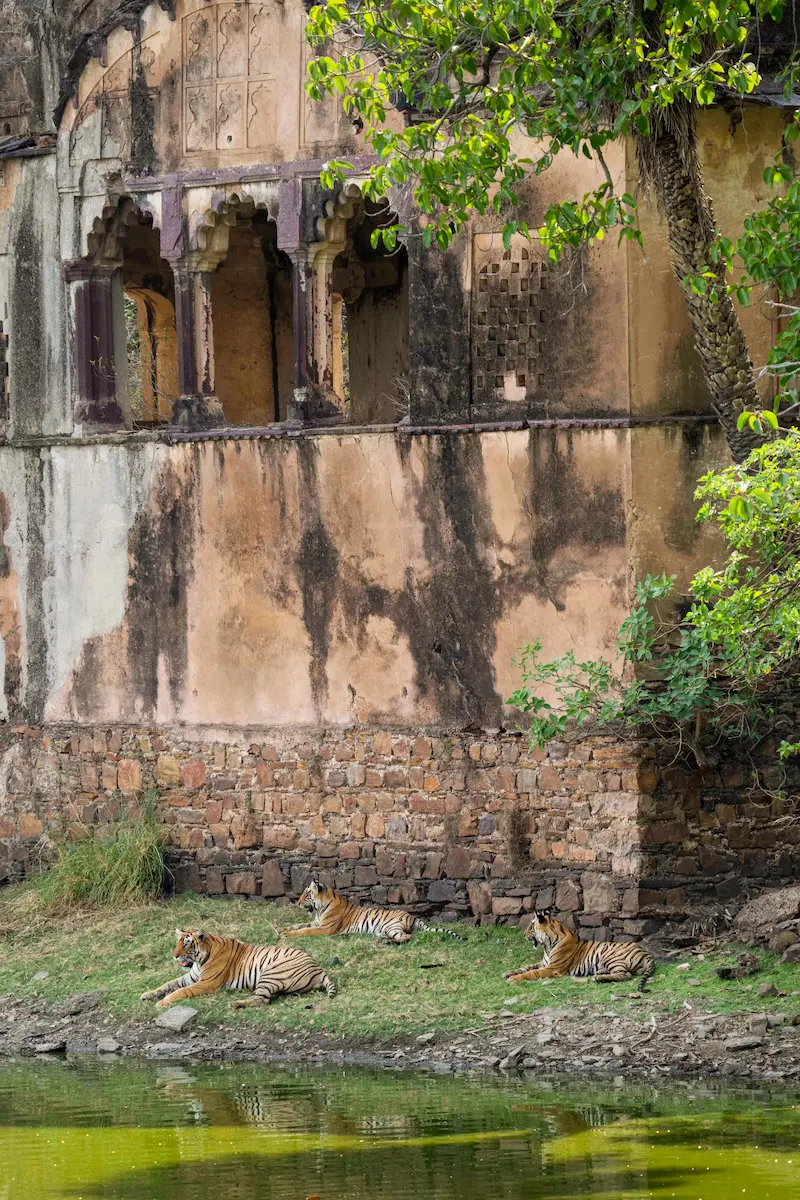 Jungle landscape of Ranthambore National Park