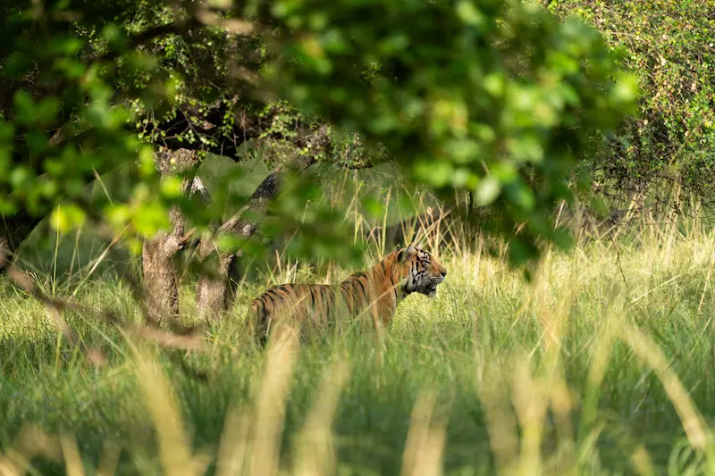 Wildlife in Ranthambore National Park