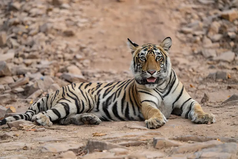 Safari jeep in Ranthambore National Park