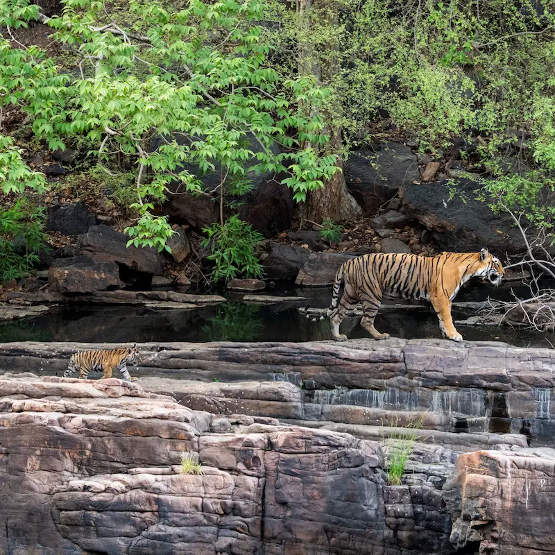 Tiger close-up in Ranthambore National Park