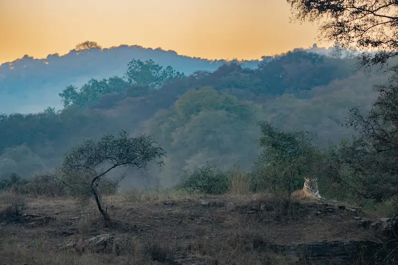 Wildlife at sunset in Ranthambore National Park