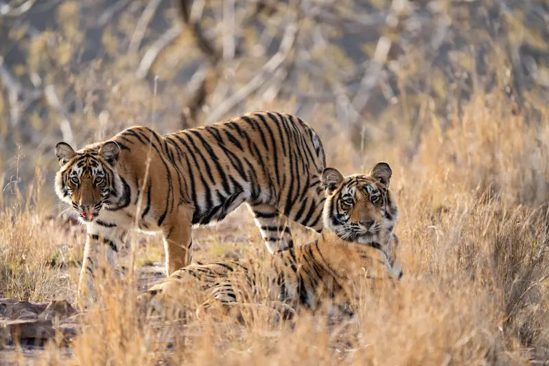 Bird watching in Ranthambore National Park