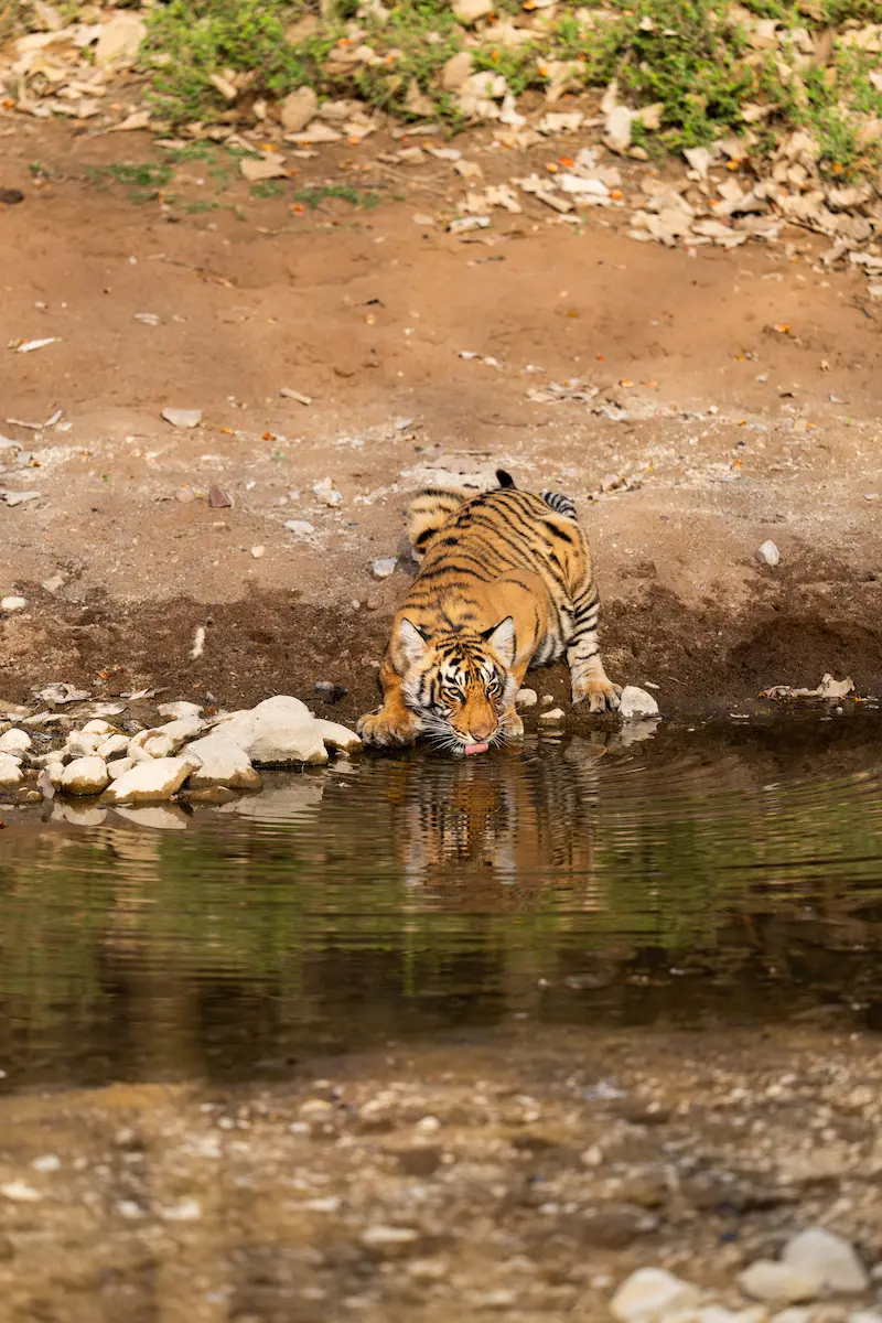 Tigress with cubs in Ranthambore National Park
