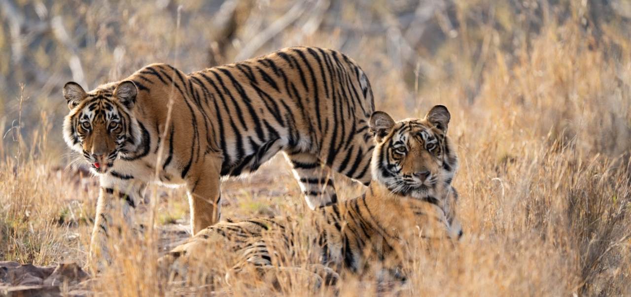 Safari in Ranthambore National Park