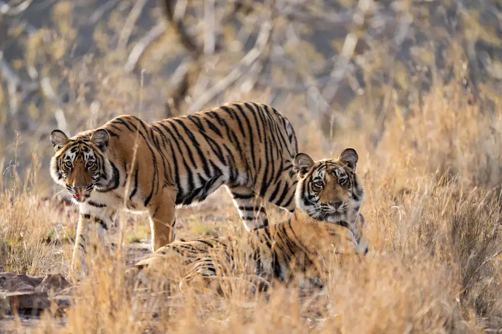 Ranthambore Safari Booking