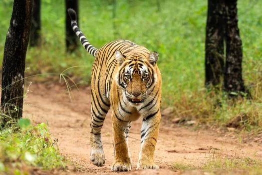 Tiger Safari in Ranthambore National Park