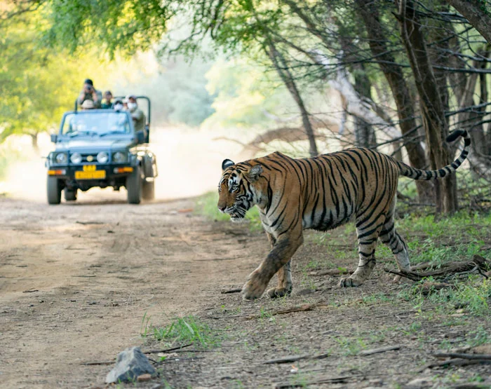 Royal Bengal Tiger — Why Choose Ranthambore Safari