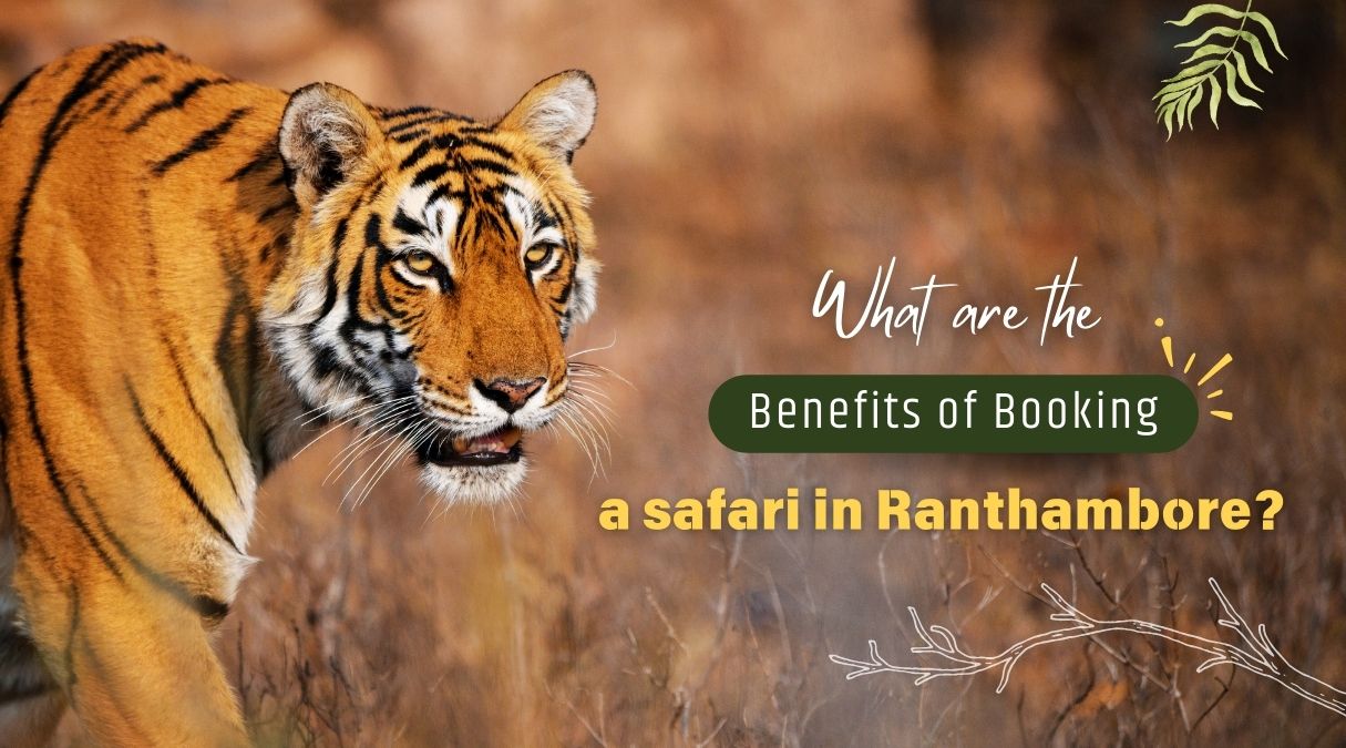 What are the benefits of booking a safari in Ranthambore?