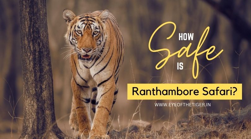 How Safe is Ranthambore Safari?