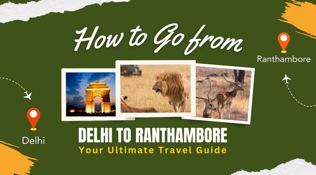 How to Go from Delhi to Ranthambore