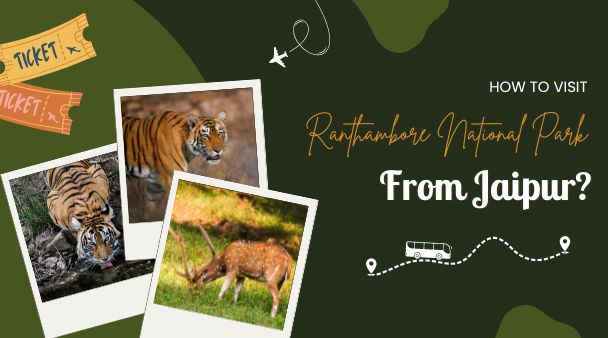 How to Visit Ranthambore National Park from Jaipur?