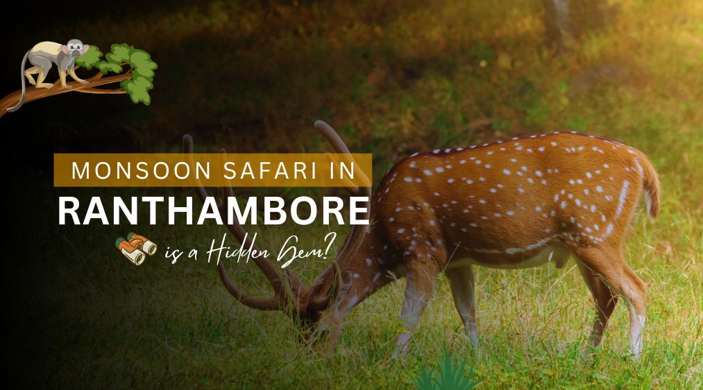 Monsoon Safari in Ranthambore – A Hidden Wildlife Gem