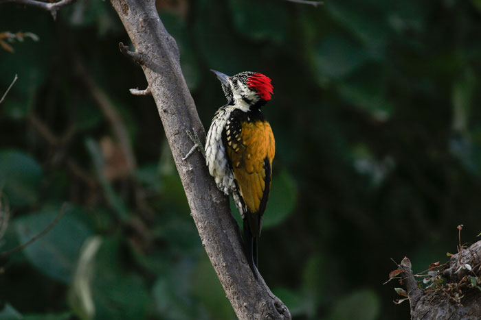 Woodpecker bird sitting on the tree branch which the visitors captured at Ranthambore safari