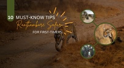 Ranthambore Safari for First-Timers: 10 Tips for a Perfect Wildlife Experience