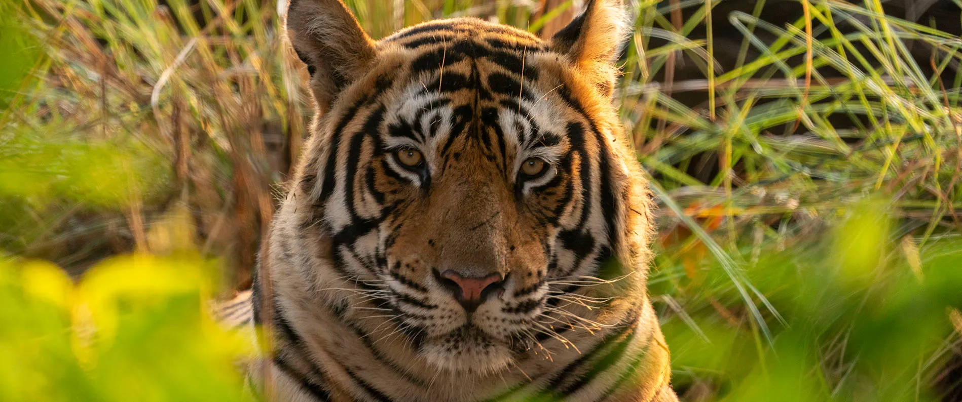 The majestic royal bengal tiger captured during the Ranthambore safari. Get to see such great views with the Eye of the Tiger