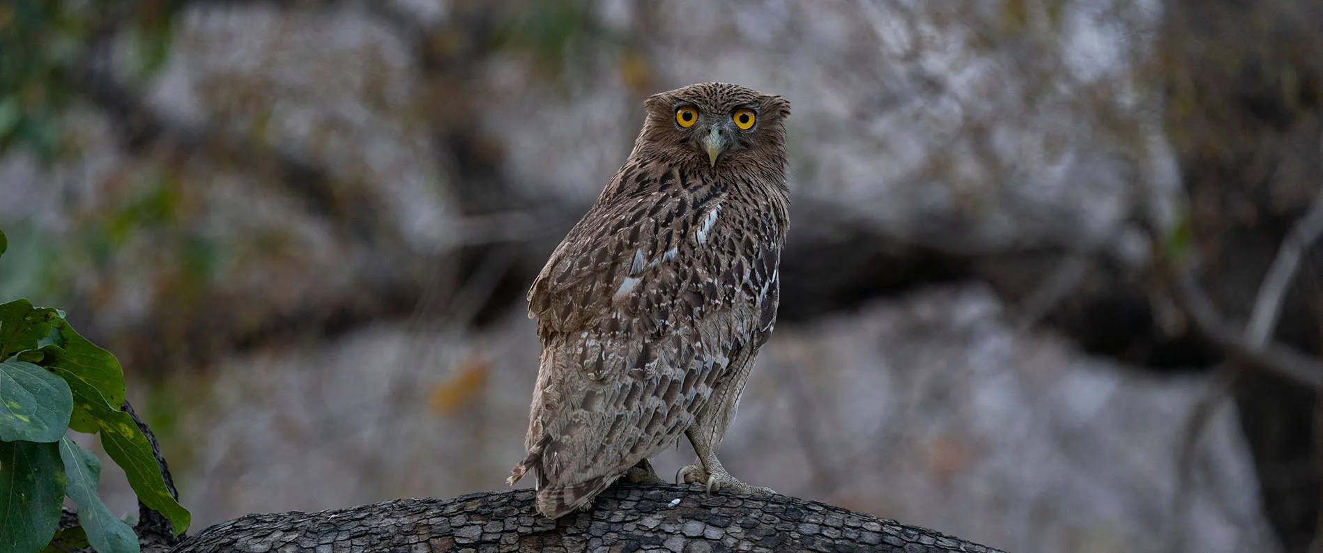 Along with majestic tigers, you get to see different birds, such as this owl captured during the Ranthambore tiger safari.