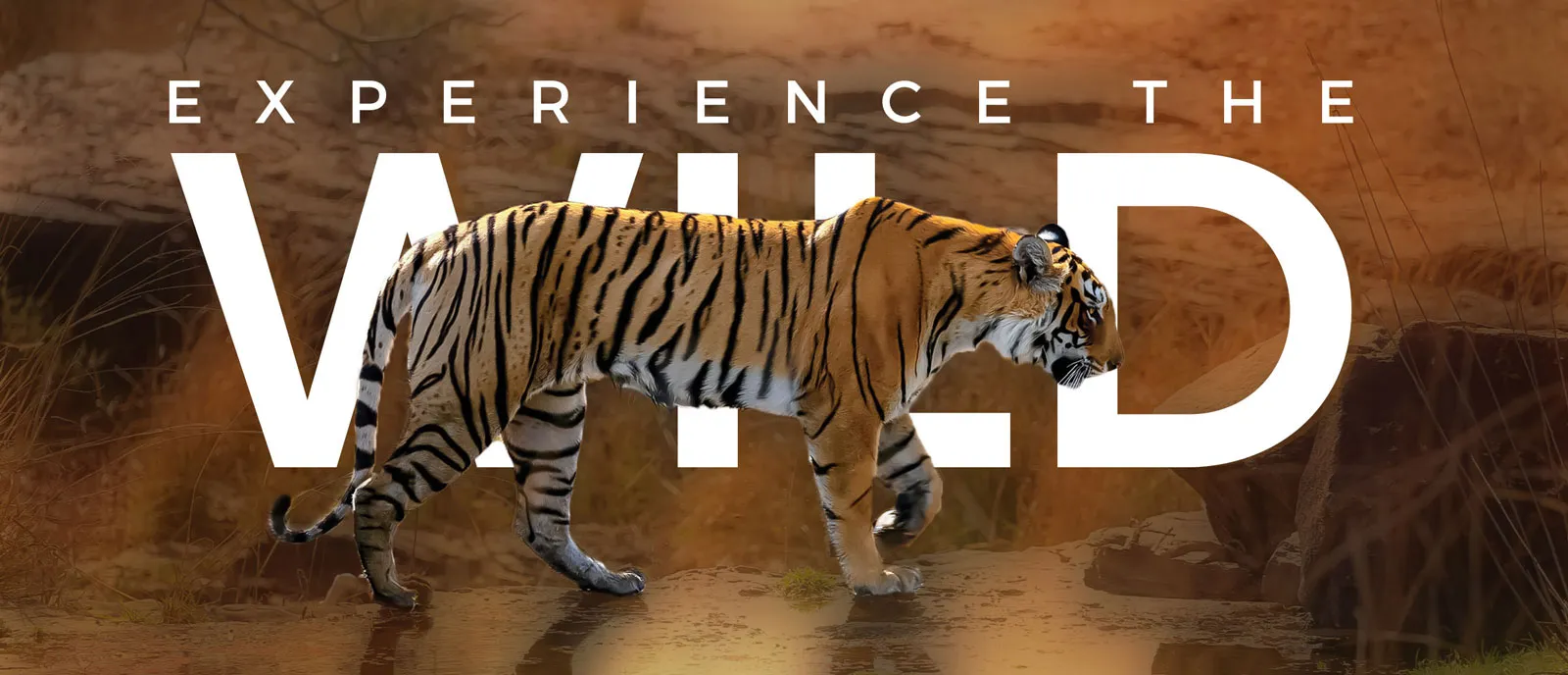 Ranthambore is home to tigers and you can witness them in their natural habitat during Ranthambore tiger safari