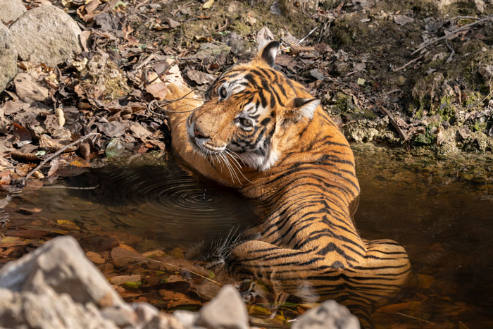 At Ranthambore, tiger sitting inside a pond and relaxing while being captured at Ranthambore Safari