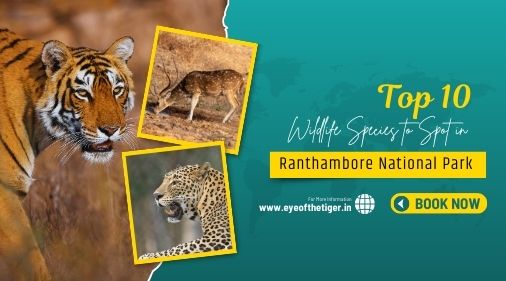 Top 10 Wildlife Species to Spot in Ranthambore National Park