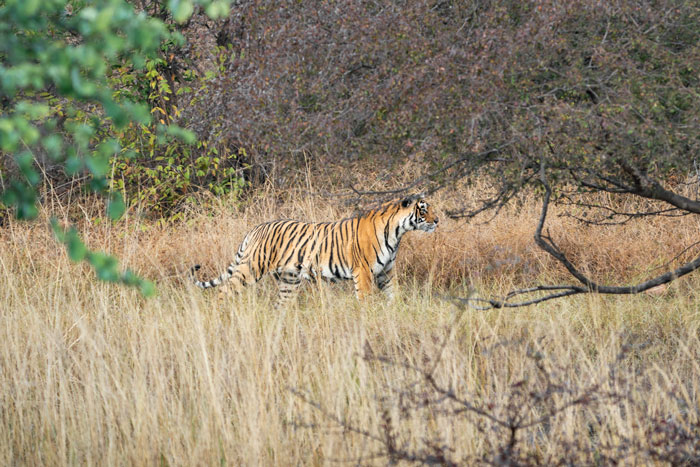 Mighty tiger roaming in Ranthambore Jungle and the visitors capturing it at Ranthambore Safari